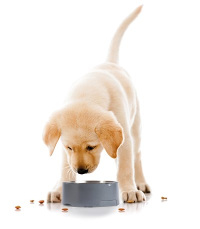 Salter Pet Food / Dog Bowl Electronic Scale SA00690G